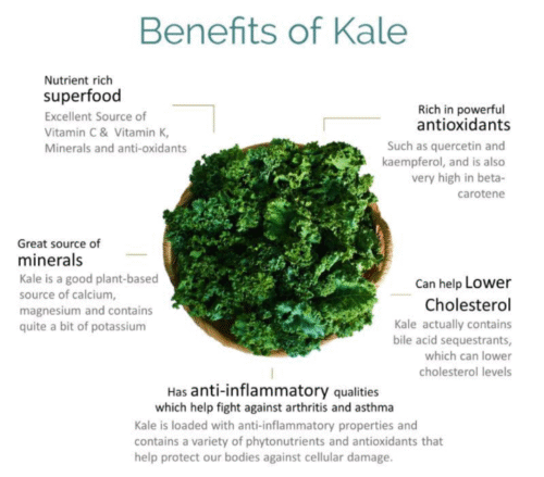 Curly Kale 羽衣甘蓝 200g - Image 3
