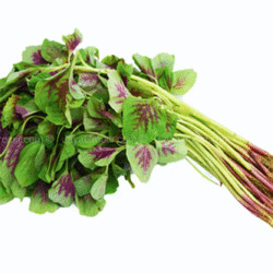 Bayam Merah (Red Amaranth) 红苋菜 300g