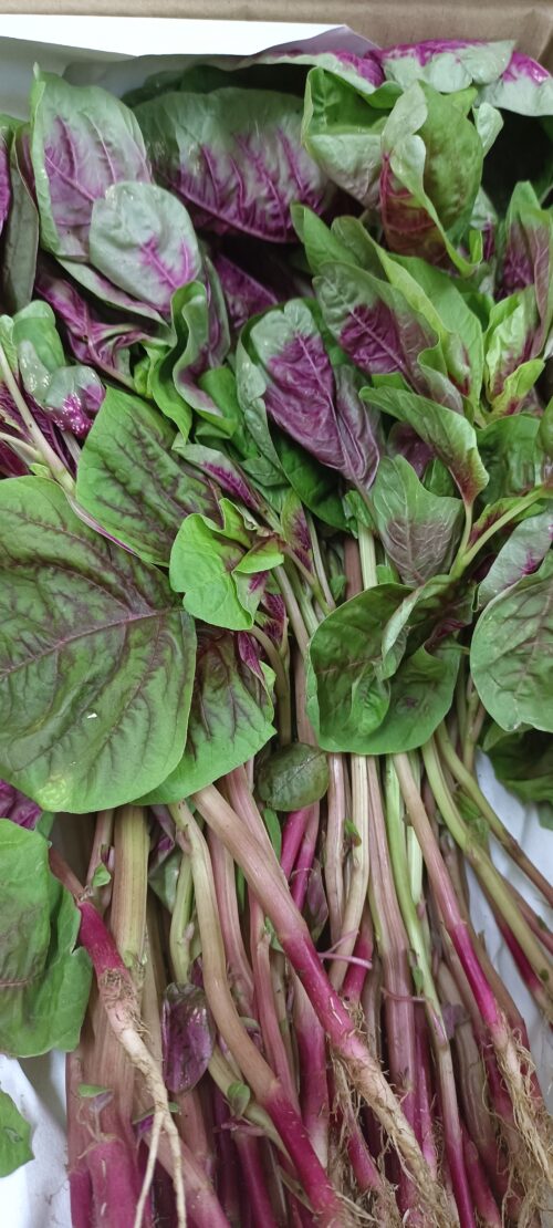 Bayam Merah (Red Amaranth) 红苋菜 300g - Image 2