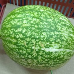 Spaghetti squash 鱼翅瓜 1kg