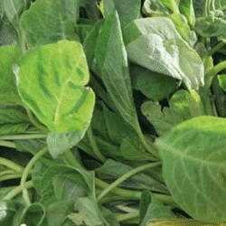 Bayam Hijau (Green Amaranth) 青苋菜 300g