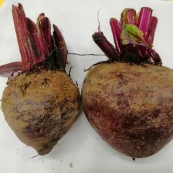 Beetroot 甜菜根 300g