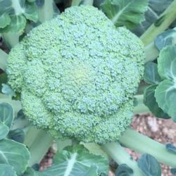 Broccoli 芥蓝花 300g