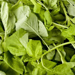 Cameron Bayam Hijau 金马伦青苋菜 300g