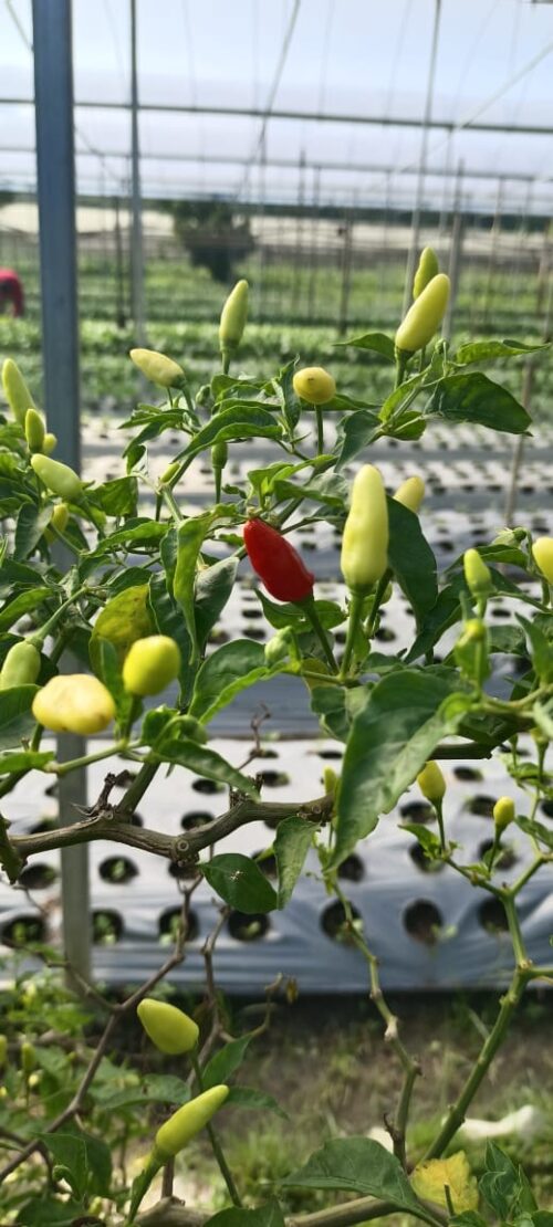 Chili Padi 指天椒 50g - Image 3