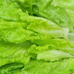 Crystal Lettuce 水晶生菜 300g