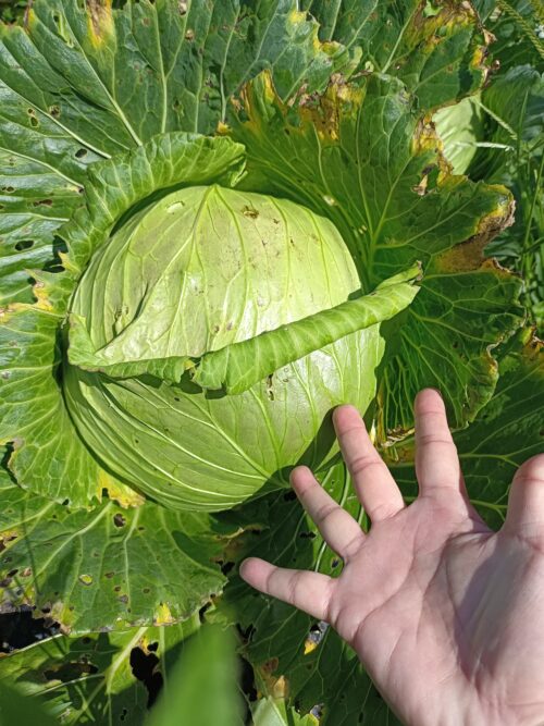 English Cabbage 包菜1kg - Image 2