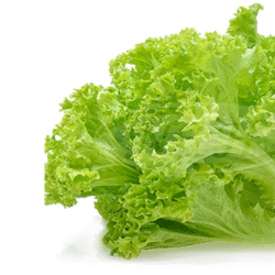 Green Coral 绿珊瑚生菜 300g