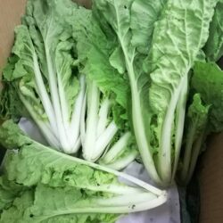 Sayur Keriting 皱叶菜 300g