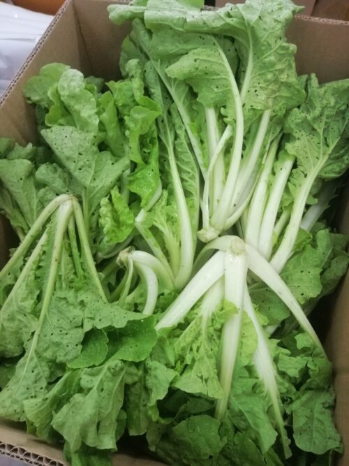 Sayur Keriting 皱叶菜 300g - Image 2