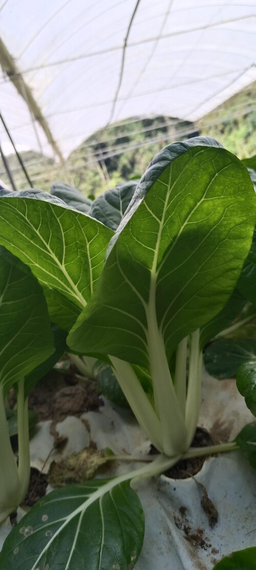 King Pak 京白菜 300g - Image 2