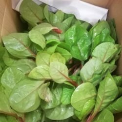 Malabar Spinach 蚕菜 300g