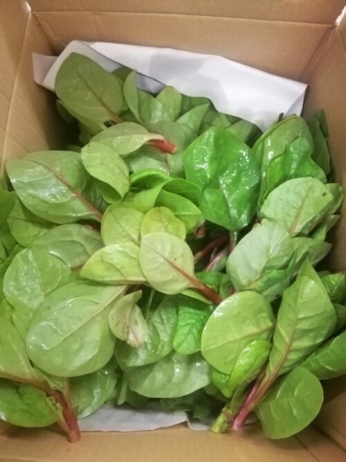 Malabar Spinach 蚕菜 300g