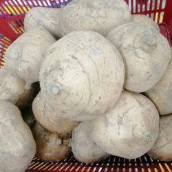 Turnip ( Sengkuang) 沙葛芜菁1kg
