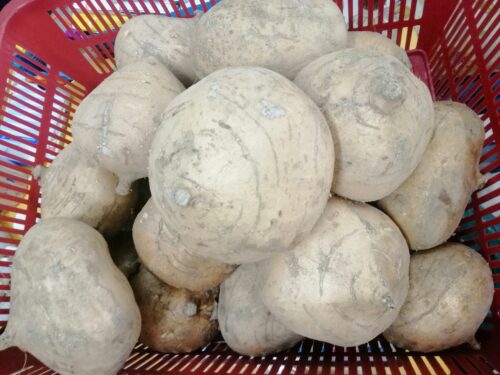 Turnip ( Sengkuang) 沙葛芜菁1kg