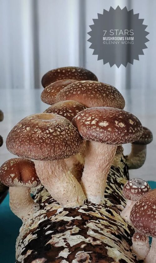 Organic Fresh Shiitake Mushroom 鲜香菇 200g - Image 2