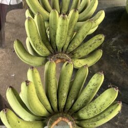 Banana Berangan 香蕉 1kg