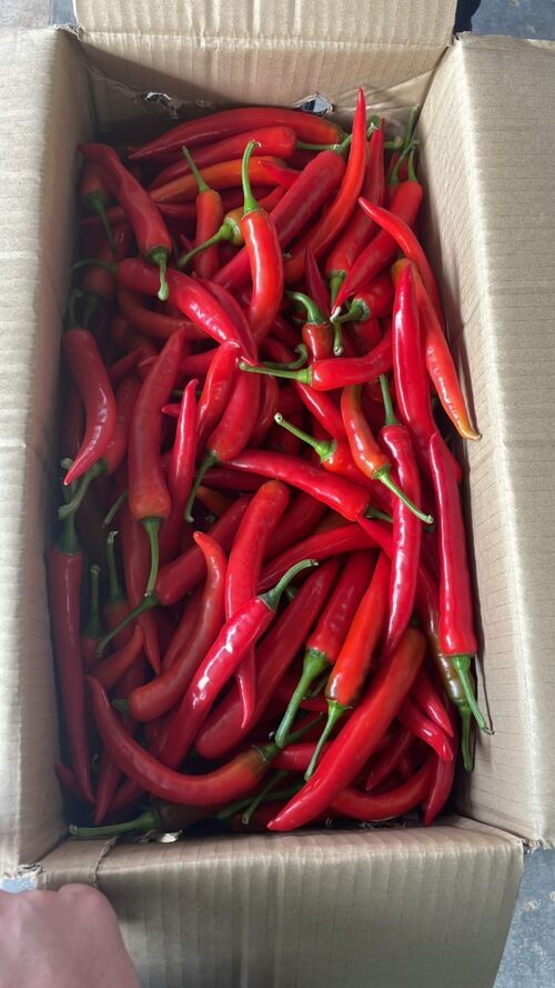 Red Chili Big 红辣椒 100g