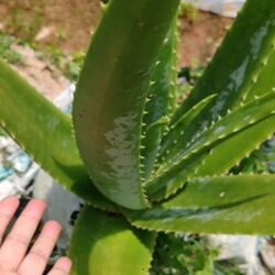 Aloe Vera 芦荟 500g