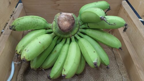 Banana Emas 香蕉 1kg