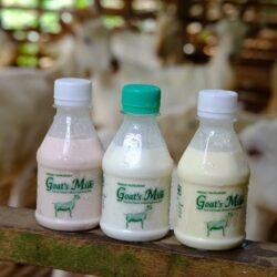 Natural Goat Milk Yogurt（original ） 天然羊酸奶 2bottles