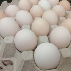 KAmpung Harvest Free Range Organic Chicken Eggs 有机走地鸡蛋 30 pcs