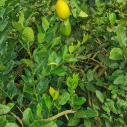Organic Lemon 柠檬 1kg
