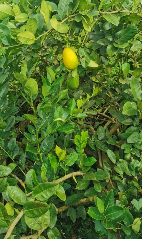 Organic Lemon 柠檬 1kg