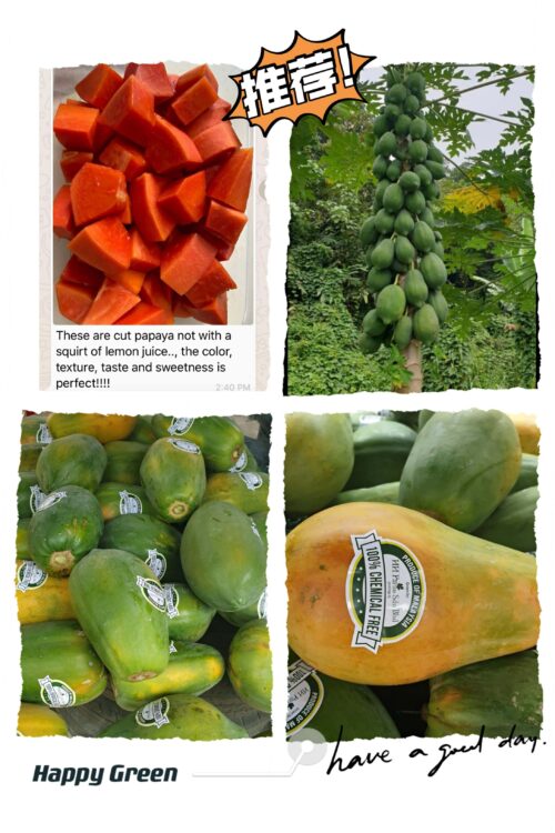 Organic papaya 木瓜 1kg