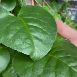 Tian Qi Leave 田七叶 300g