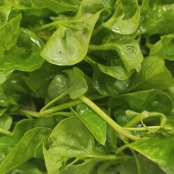 Brazilian Spinach 木耳菜 260g